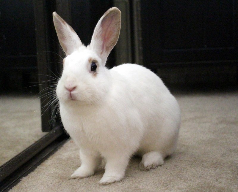 toys to keep rabbits entertained