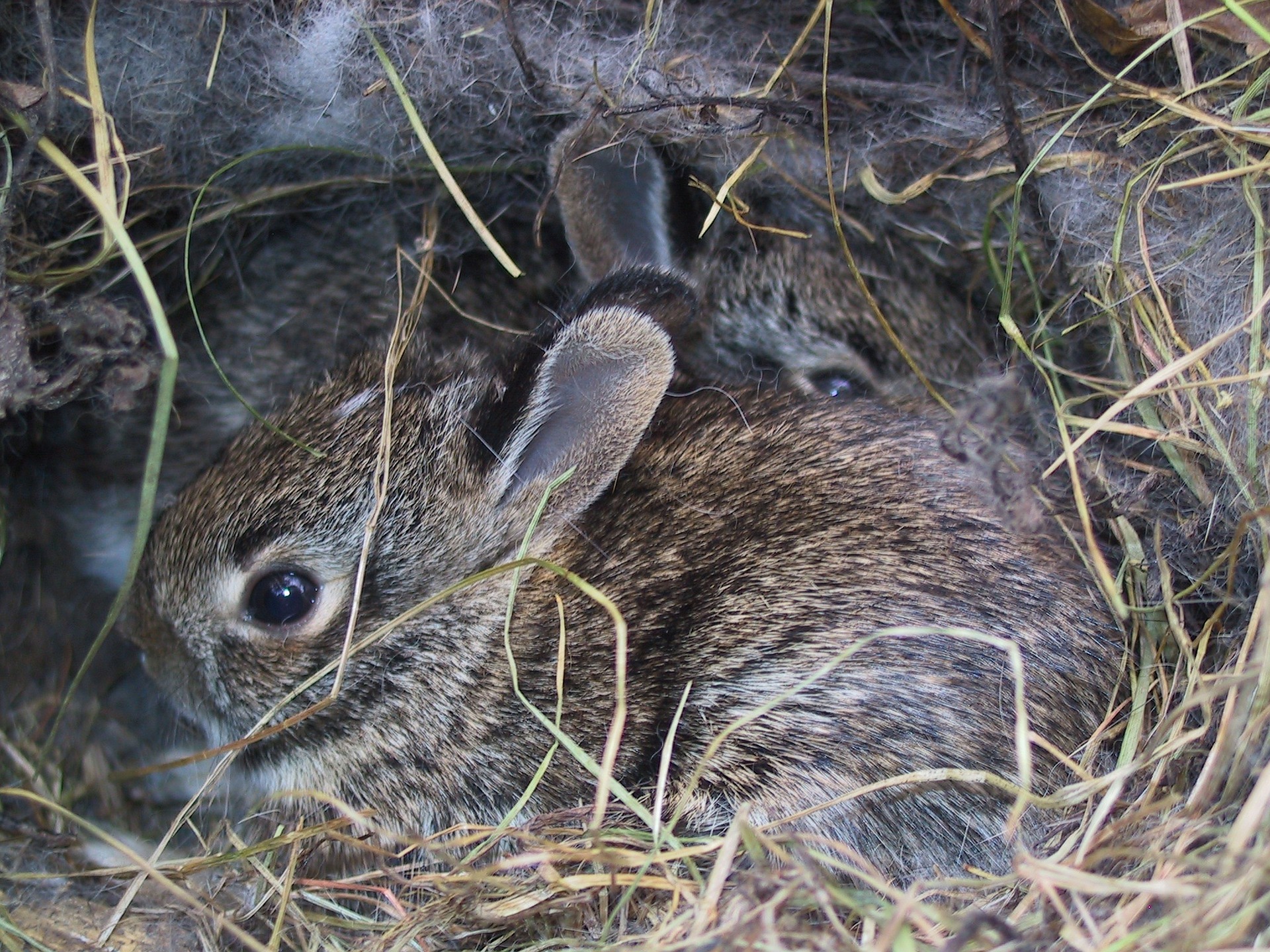 found wild baby rabbit