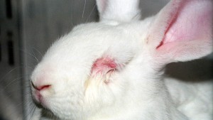 Petition VS to Stop Animal Testing - Zooh Corner Rabbit Rescue