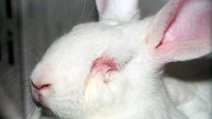 Petition VS to Stop Animal Testing - Zooh Corner Rabbit Rescue Petition VS to Stop Animal Testing - Zooh Corner Rabbit Rescue