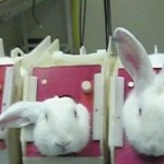 Petition VS to Stop Animal Testing - Zooh Corner Rabbit Rescue Petition VS to Stop Animal Testing - Zooh Corner Rabbit Rescue